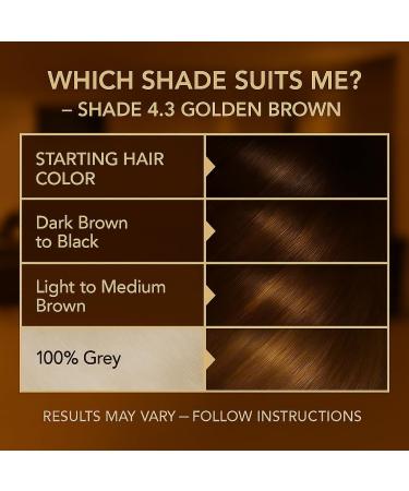 BIONDA Professional Permanent Hair Dye Color Cream 43 Golden Brown 200 ml double pack keratin & moringa care longlasting intense color with shine 100 gray coverage - Buy Online on GoSupps.com