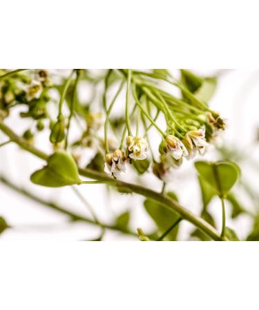 Shepherd's Purse Herb Tea | Capsella Bursa Pastoris | Bourse Pasteur Tisane | Health Embassy (50g) - Buy Online on GoSupps.com