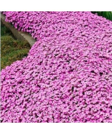 100pcsbag Creeping Thyme Seeds or Blue ROCK Cress Seeds Perennial Ground Cover Flower Natural Growing for Home Garden 4 - Buy Online on GoSupps.com