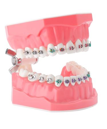 Dental Demonstration Orthodontic Model - with Metal Wires and Bracket Teeth Ortho Model with Brace Teaching Interpretation Tool for Brushing Flossing Practice (Metal bracket)