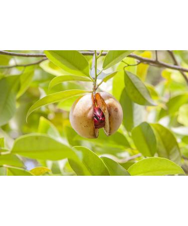 Ground Nutmeg Reduced Nutmeg New Guinea Premium Grade 2 x 50g (100g) sachets. - Buy Online on GoSupps.com