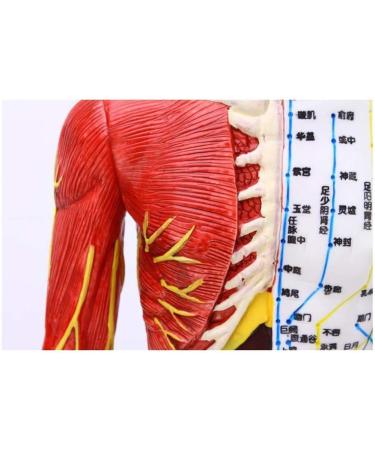 Model Anatomy Professional Medical Acupuncture Male 60 cm Super Clear Letters Media Skin Middle Muscle Model Acupoint - Buy Online on GoSupps.com