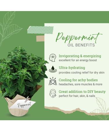 GreenHealth Peppermint (Mentha Piperita) Oil 32 fl oz (946 ml) Aluminum Bottle with Plug Cap 100% Pure & Uncut - Buy Online on GoSupps.com