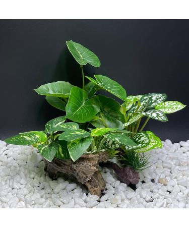 Smoothedo-Pets Aquarium Decoration | Betta Silk Blade Pad Driftwood Cave & Shell Accessories - Enhance Your Fish Tank! - Buy Online on GoSupps.com