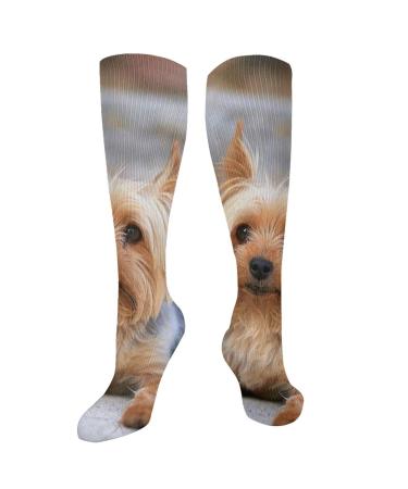 Portrait of a Miniature Yorkshire Terrier Yorkie Photo Compression Socks for Women & Men Circulation 15-20 mmHg is Best Support for Athletic Running Cycling