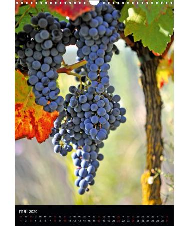 Couleurs raisins 2020: Grappes de raisins (Calvendo Nature) - Buy Online on GoSupps.com
