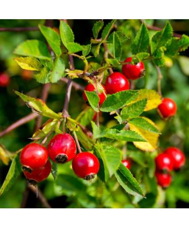 Organic Rosehip Powder 1 KG - 100% Pure, Vegan & Additive-Free - Buy Online on GoSupps.com