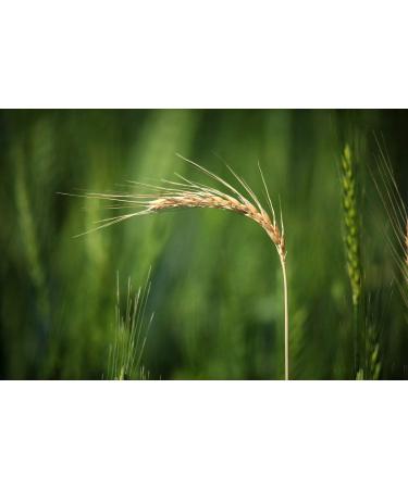 Organic Italian Pearled Farro 5 Pounds - Non-GMO, Kosher, Vegan Whole Grain. High Fiber & Protein. Sodium & Sugar Free - Bulk Pack - Buy Online on GoSupps.com