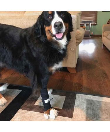 Front No-Knuckling Training Sock for Small Dogs | Supports Proper Paw Movement - Buy Online on GoSupps.com