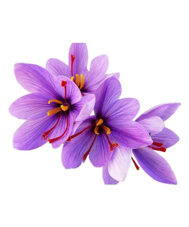 5 Jumbo Saffron Crocus - Crocus Sativus Corms Bulbs - 9-10 Cm