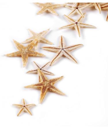 Pearl PCCLION Small Starfish Star Sea Shell Beach Craft 0.4-1 - 200 Pcs - Buy Online on GoSupps.com