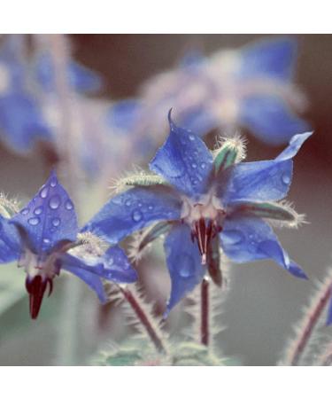 Naissance Virgin Borage (Starflower) Seed Oil (No. 226) - 50ml - 100% Naturally High in GLA (Gamma-Linolenic Acid) - For Skin Face Body Hair Massage Vegan 50 ml (Pack of 1) - Buy Online on GoSupps.com