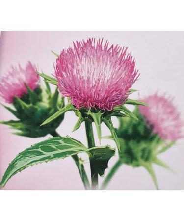 Naka Platinum ORGANIC Milk Thistle 250 mg per capsule - 75 Veggie caps BONUS SIZE (60+15 FREE) - Buy Online on GoSupps.com