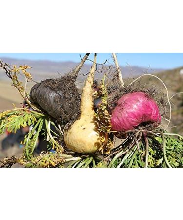 Black Maca Root Powder Gelatinized Organic Certified 250g from Peru Men Support Although for Stamina it Benefits Both Women and Men. by SelvaBio. - Buy Online on GoSupps.com