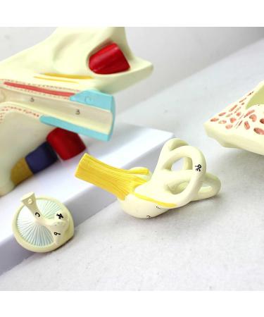 Medical Human Ear Model Outer and Middle Ear and Inner Ear ENT Ear Structure Model Ear Structure Model - Buy Online on GoSupps.com