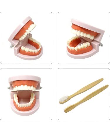 Honbay Standard Teeth Model with Toothbrush | Adult Dental Demonstration Teaching Supplies - Buy Online on GoSupps.com