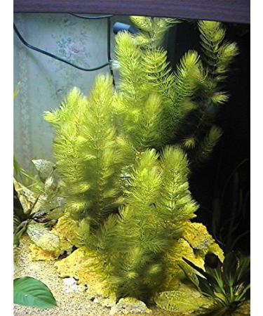 Hornwort - Ceratophyllum Demersum - Live aquarium plant