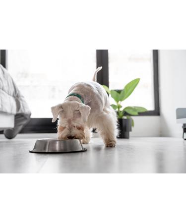 DOZER Adult dog food | Complete food with different types of meat (500 g) | Natural and nutritious | Wet dog food (x 10 goose) - Buy Online on GoSupps.com