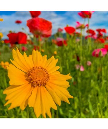 Biotka SILICIUM PLUS (Si) 250ml - Buy Online on GoSupps.com