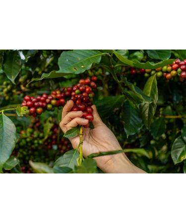Caf club Crema extra coffee beans 1 kg - Buy Online on GoSupps.com