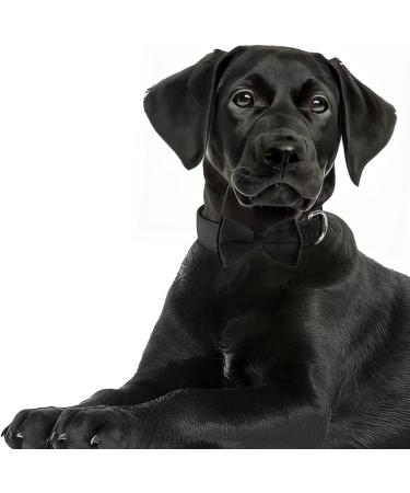 Shop Asvin Velvety Dog Collar - Soft Comfortable & Multi-Color Options for Weddings Birthdays & Parties - Removable Dog Flying | International Shipping - Buy Online on GoSupps.com