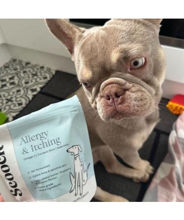 Scooch Allergy & Itching Chews | Vet-Formulated Hypoallergenic Plant-Based Treats | Peanut Butter & Coconut | Soothes Itchy Skin | 60 Chews - Buy Online on GoSupps.com