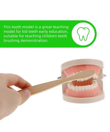 Ultechnovo 6-Sentence Dental Teaching Material | Oral Cavity Model & Brain Toys for Effective Teeth Brushing - Buy Online on GoSupps.com