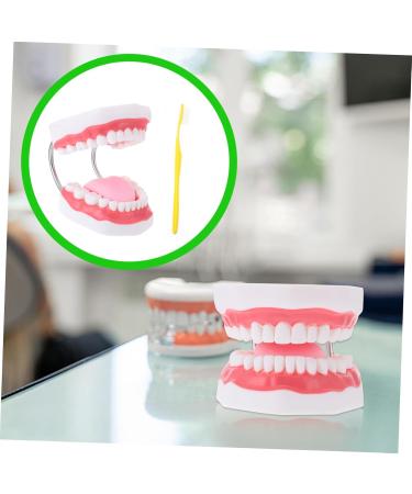 Ultechnovo 3D Tooth Model for Adult Education | Dental Teaching Model & Typodont for Dentists - International Shipping Available - Buy Online on GoSupps.com