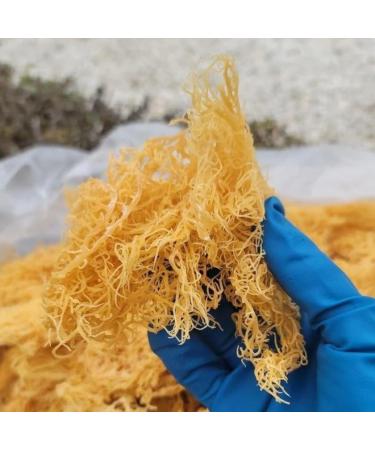 al badil Golden Sea Moss - Golden Sea Moss - 100% Natural Super Food - Source of Minerals and Benefits - Vitality - 100g - Buy Online on GoSupps.com