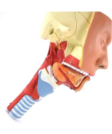 BuTkus Nasal Cavity Throat Anatomy Model 1:1 Human Nasopharynx Laryngopharyngeal Nasal Cavity Oral Cavity Pharynx Larynx Anatomical Model - Buy Online on GoSupps.com