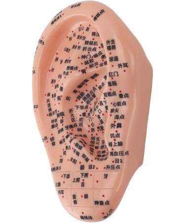Human Ear Acupuncture Point Model - Clear Lettering Flexible PVC Multi-Purpose for Home Learning and Acupuncture Training - Buy Online on GoSupps.com