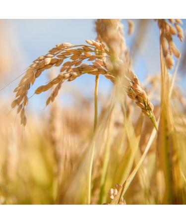 Jovial Classic Lasagna | Organic Gluten Free Brown Rice Pasta Noodles | Non-GMO | Kosher | USDA Certified Organic | Made in Italy - 13 oz (Pack of 6) - Buy Online on GoSupps.com