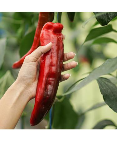 Biotka SILICIUM PLUS (Si) 250ml - Buy Online on GoSupps.com