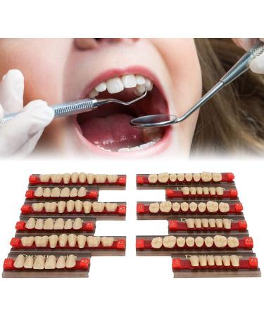 Realistic Synthetic Resin Teeth for Halloween Props | Professional Quality & Fine Workmanship for Model Learning - Buy Online on GoSupps.com