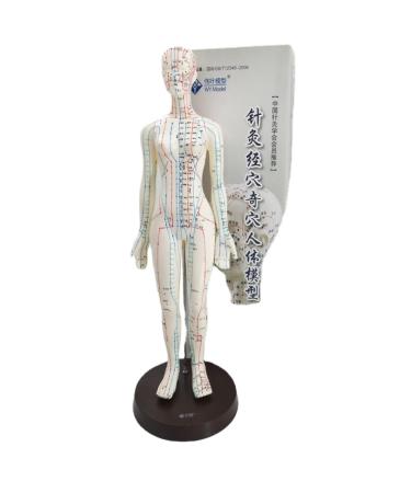 Palank female acupuncture meridian model for the human body 48 cm large human acupuncture point model Chinese acupuncture model pressure point acupuncture model