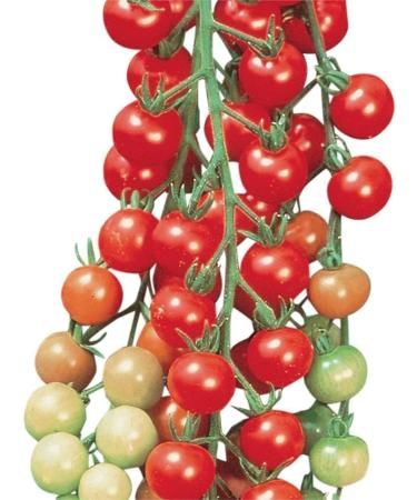 Attraente 30 pezzi di semi di pomodoro Mini pomodorini morbidi e succosi Verdura ad Alto rendimento Frutta popolare tra i membri Della famiglia L'azienda agricola deve coltivare i raccolti
