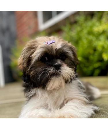 10Pcs Cute Flower Pet Hair Clips | Dog & Cat Grooming Headwear Accessories - Buy Online on GoSupps.com