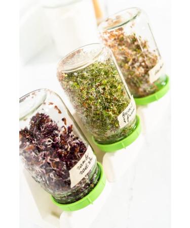 Buy MyNatura Bio Germs Sprouts Buckwheat Vegetables | Healthy Vegan & Vegetarian Superfood (2x500g) - Shop Internationally! - Buy Online on GoSupps.com