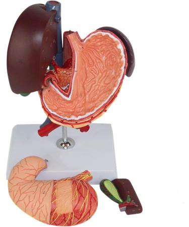 Model of The Human Liver Model of The Liver and The Duodenum and The Pancreas Model of The Liver in Life Simulation Model of The Hepatobile Digestor Organ - Buy Online on GoSupps.com