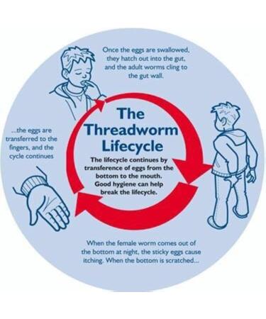 Combantrin Chocolate Squares 24 Packs - Worming Treatment for Children and Adults - Made in Australia - Buy Online on GoSupps.com