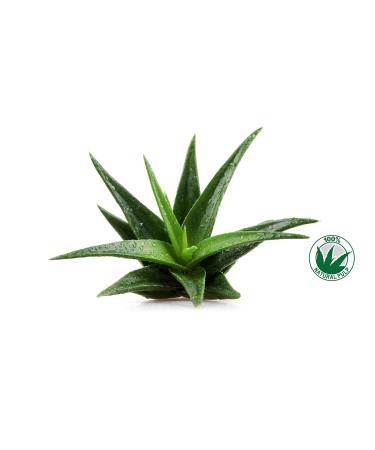 Frela 100% Pure Organic Aloe Vera Pulp 12 Ounce - Buy Online on GoSupps.com