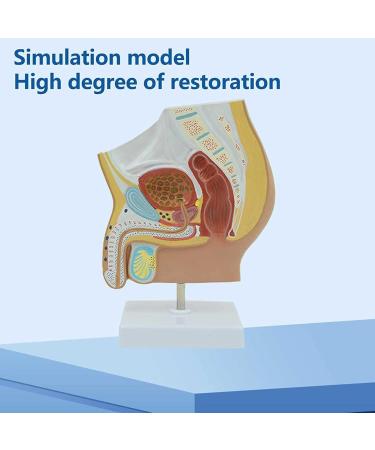 DYTAH Organ Model - Male Reproductive Urinary System Pelvic Cavity Model for Study & Teaching Aids - International Shipping Available - Buy Online on GoSupps.com