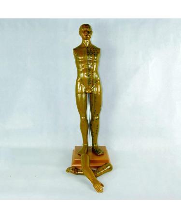 Professional Acupuncture Male Model - Human Body Meridian Model Bodybuilding Type Human Acupoint Model with Meridian Points - 100CM/39.37 Inch - Buy Online on GoSupps.com