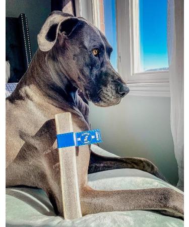 EZ Antler Chews - Elk Antlers for Dogs - Extra Large Split - Dogs under 36kgs - Long Lasting Dog Treats Dog Chews - Marrow Bone Dog Treats Naturally Shed Preservative Free Cruelty Free Antler Dog Chew - Buy Online on GoSupps.com