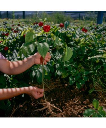 Hsu's SKU 0121-8 American Ginseng Large Prongs 100% Wisconsin American Large Prong 8 oz Box - Buy Online on GoSupps.com