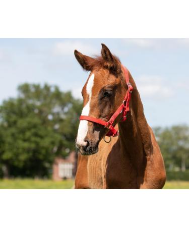 QHP Foal Halter - Nylon Foal Halter in 4 Sizes & 6 Colors Perfect for Newborns - Shop Foal Full Red - Buy Online on GoSupps.com