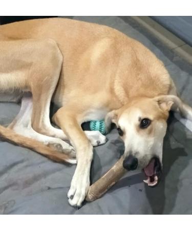 ARTISAN GIFT CO Olive Wood Chew Toy for Large Dogs | 100% Natural XL (24cm) - Ideal for Dogs 40kg and Up - Buy Online on GoSupps.com