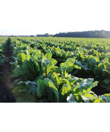 Standard Process Calcium Lactate - Immune & Bone Support Supplement - 330 Pink Tablets - Buy Online on GoSupps.com