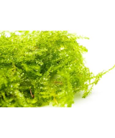 DK Aquatics VESICULARIA LIVE AQUARIUM CHRISTMAS JAVA MOSS 10g-100g (10g) - Buy Online on GoSupps.com