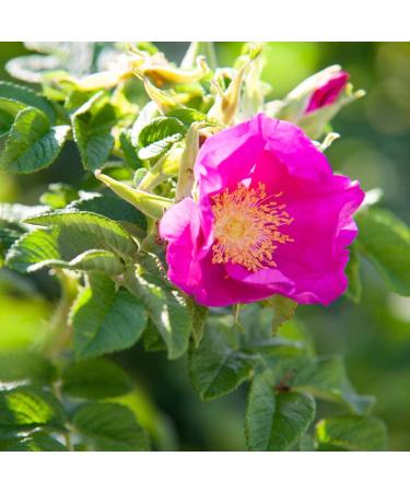 Primavera Wild Rose Oil 30ml - Organic Herbal Aroma & Body Oil - Natural Vegan & Regenerating Moisturizer in Glass Bottle - Buy Online on GoSupps.com
